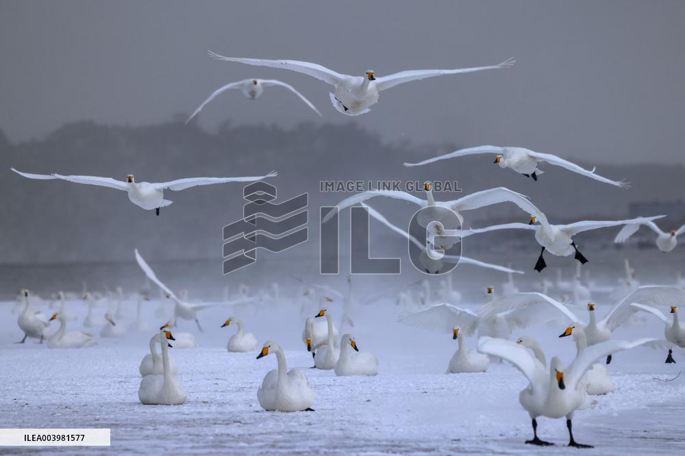 Swan Lake in Rongcheng