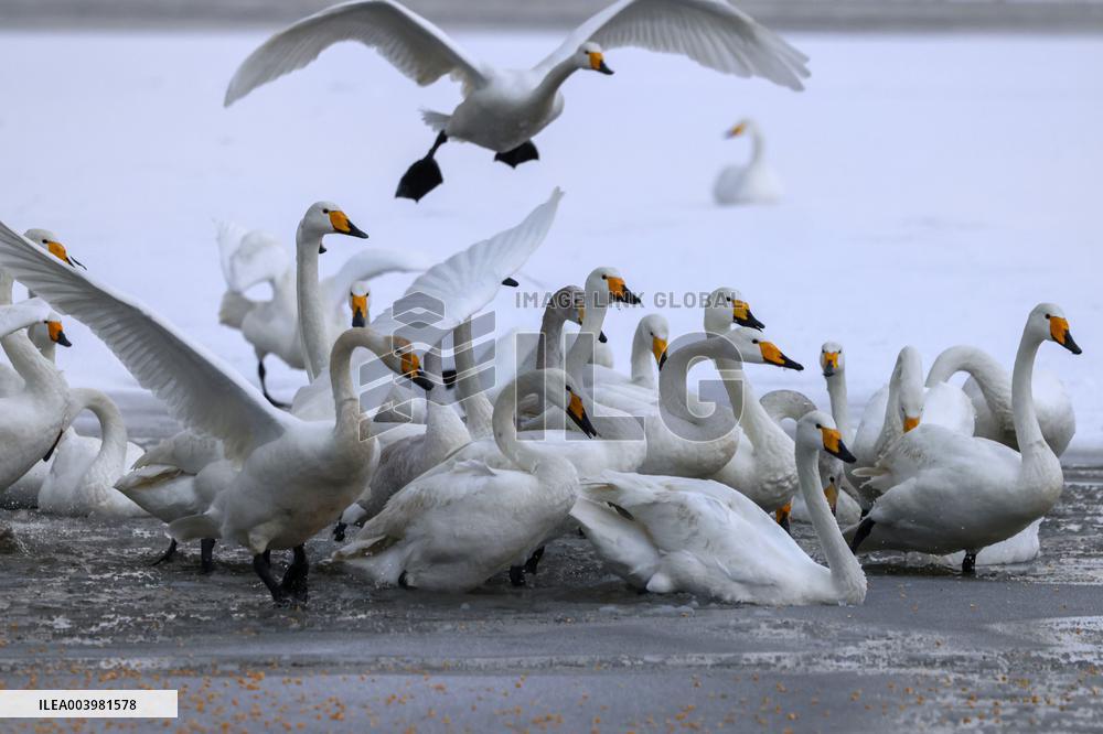 Swan Lake in Rongcheng
