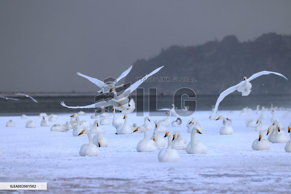 Swan Lake in Rongcheng