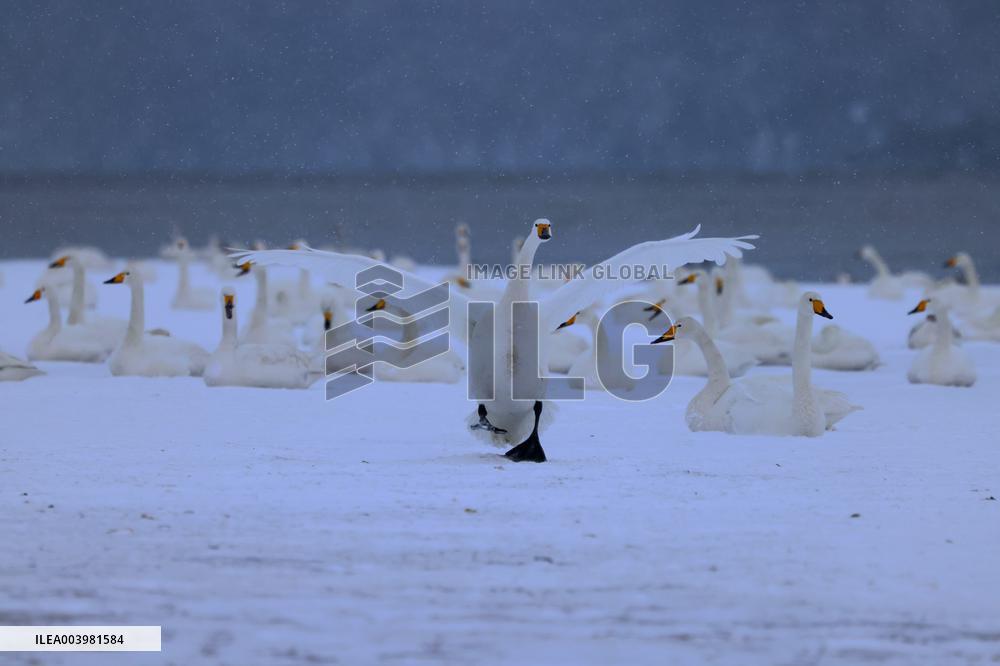 Swan Lake in Rongcheng