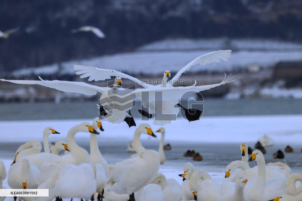 Swan Lake in Rongcheng