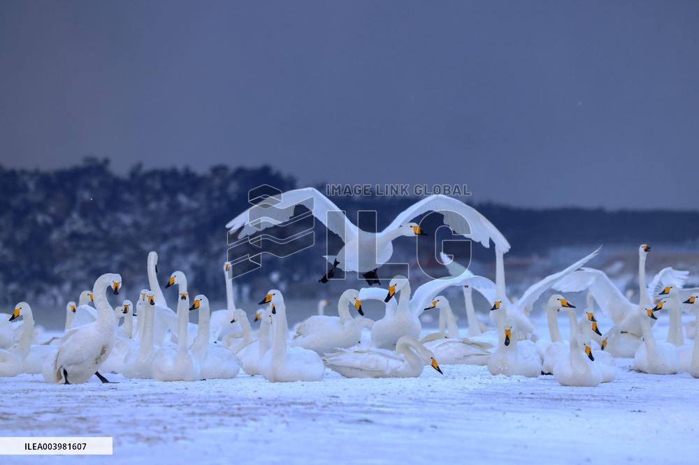 Swan Lake in Rongcheng