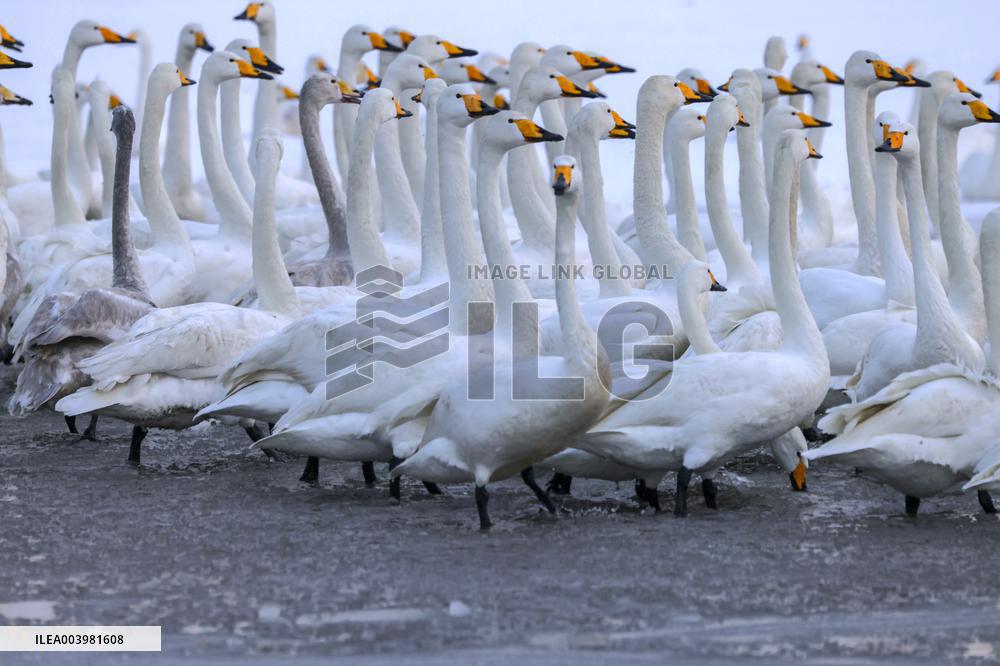 Swan Lake in Rongcheng