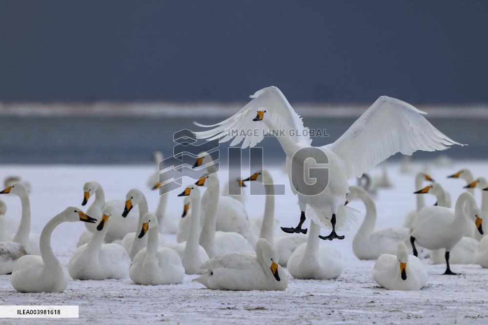 Swan Lake in Rongcheng