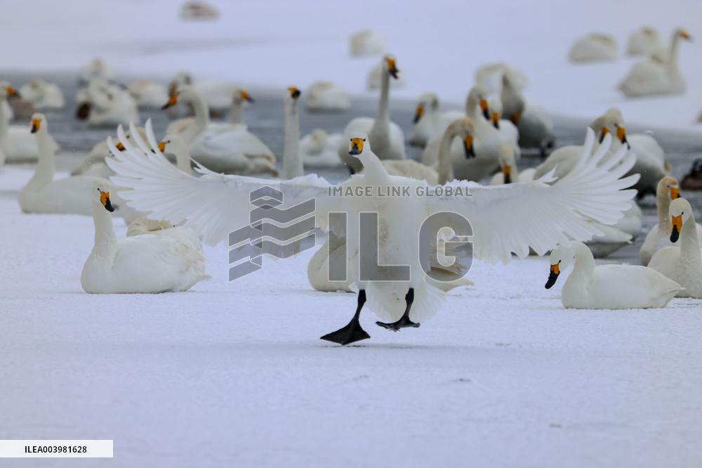 Swan Lake in Rongcheng