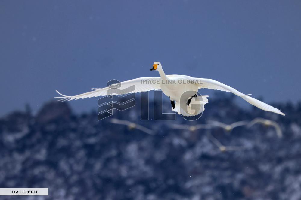 Swan Lake in Rongcheng
