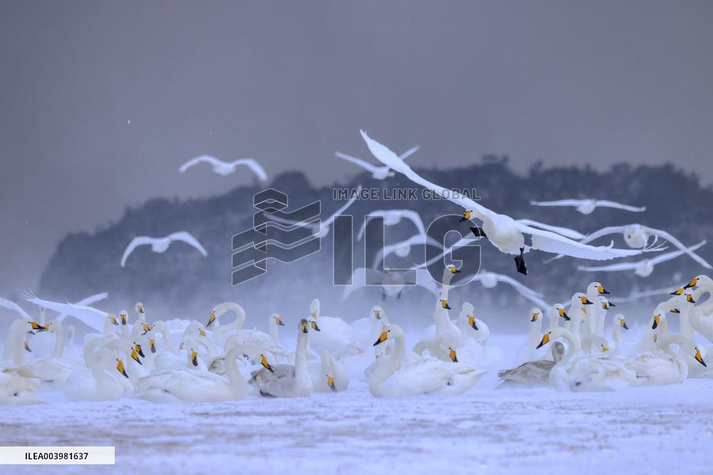 Swan Lake in Rongcheng