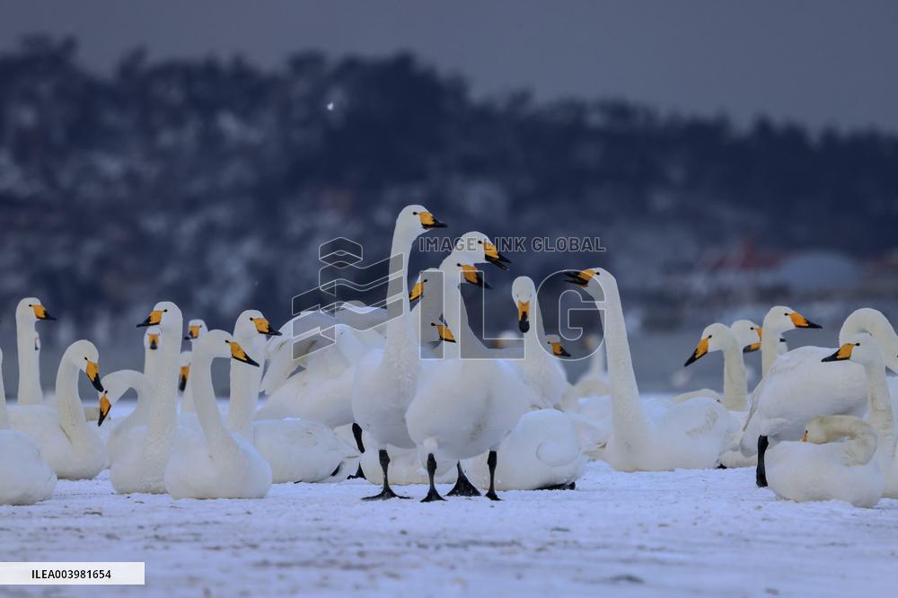 Swan Lake in Rongcheng
