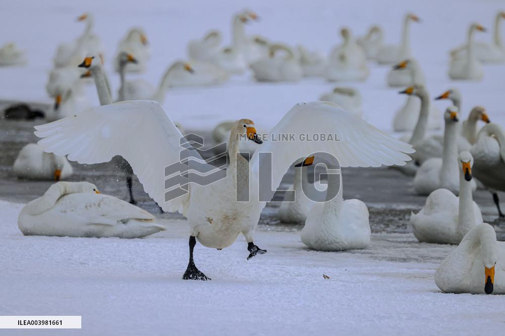 Swan Lake in Rongcheng