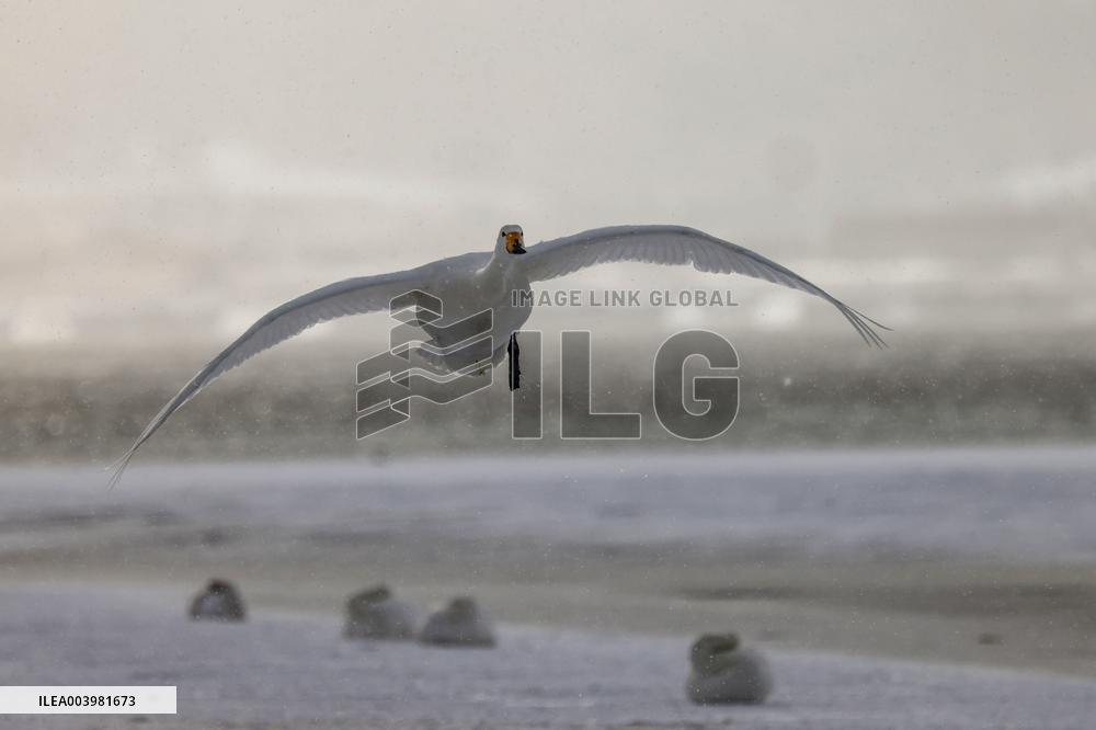 Swan Lake in Rongcheng