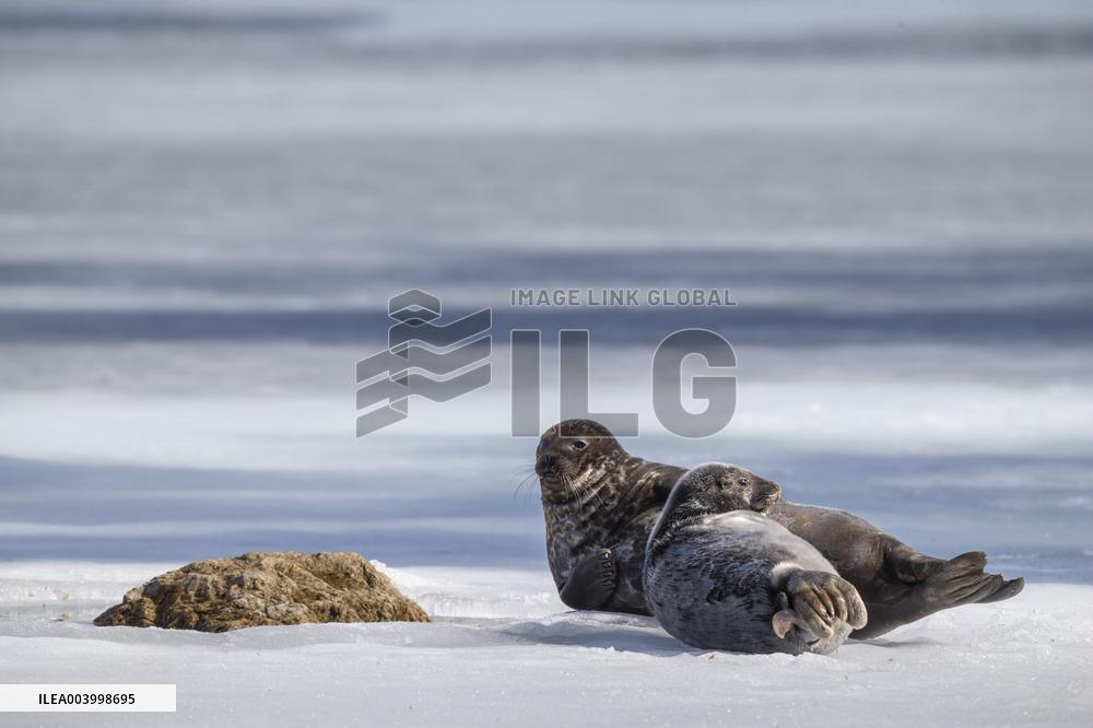 Saimaa ringed seal
