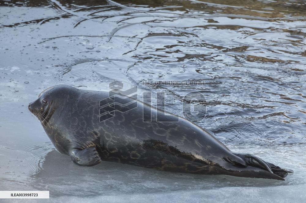 Saimaa ringed seal