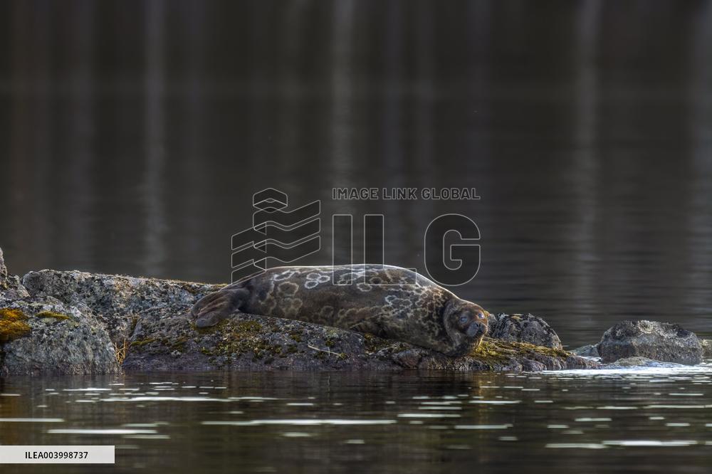 Saimaa ringed seal