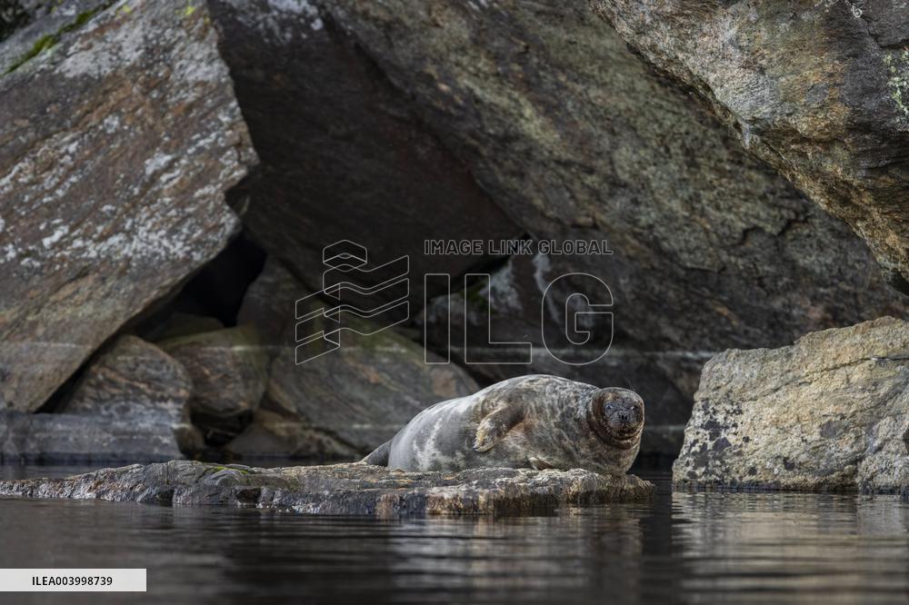 Saimaa ringed seal
