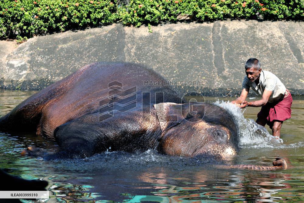 Elephant Keeper Bathes His Elephant - Sri Lanka