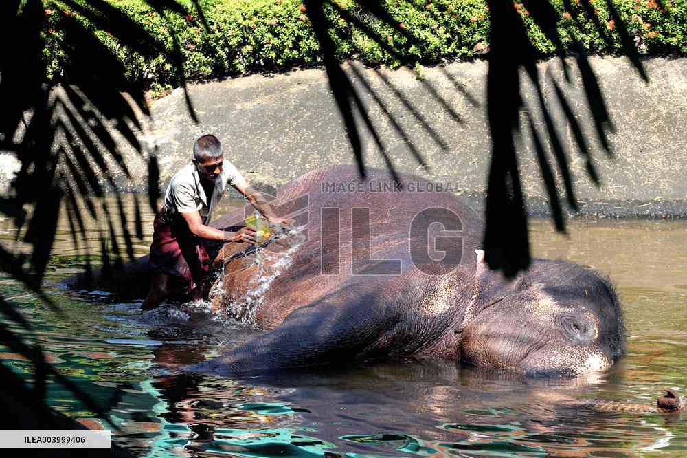 Elephant Keeper Bathes His Elephant - Sri Lanka