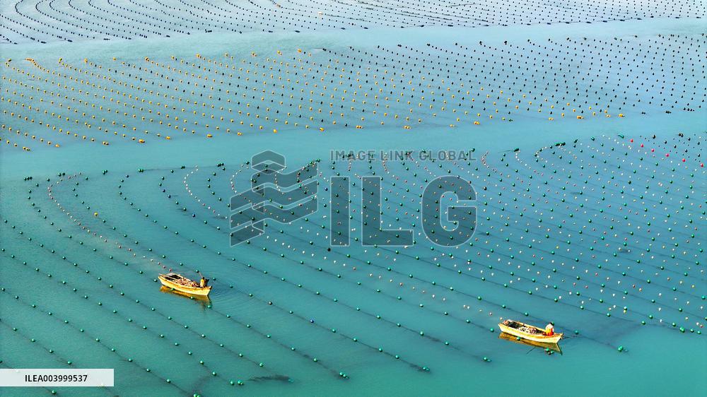 Kelp Breeding Area - China