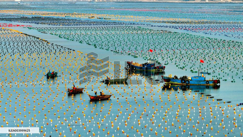 Kelp Breeding Area - China