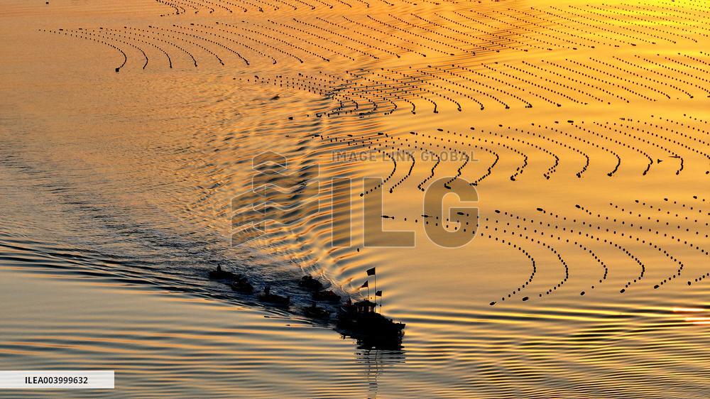Kelp Breeding Area - China