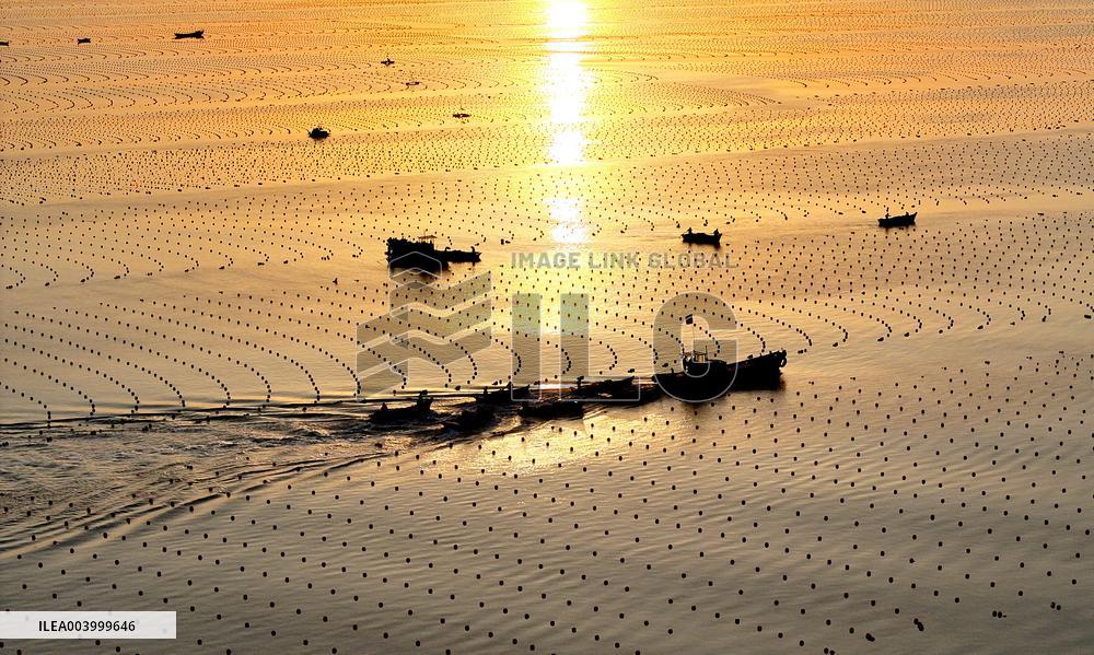 Kelp Breeding Area - China