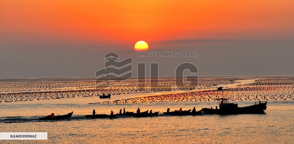 Kelp Breeding Area - China