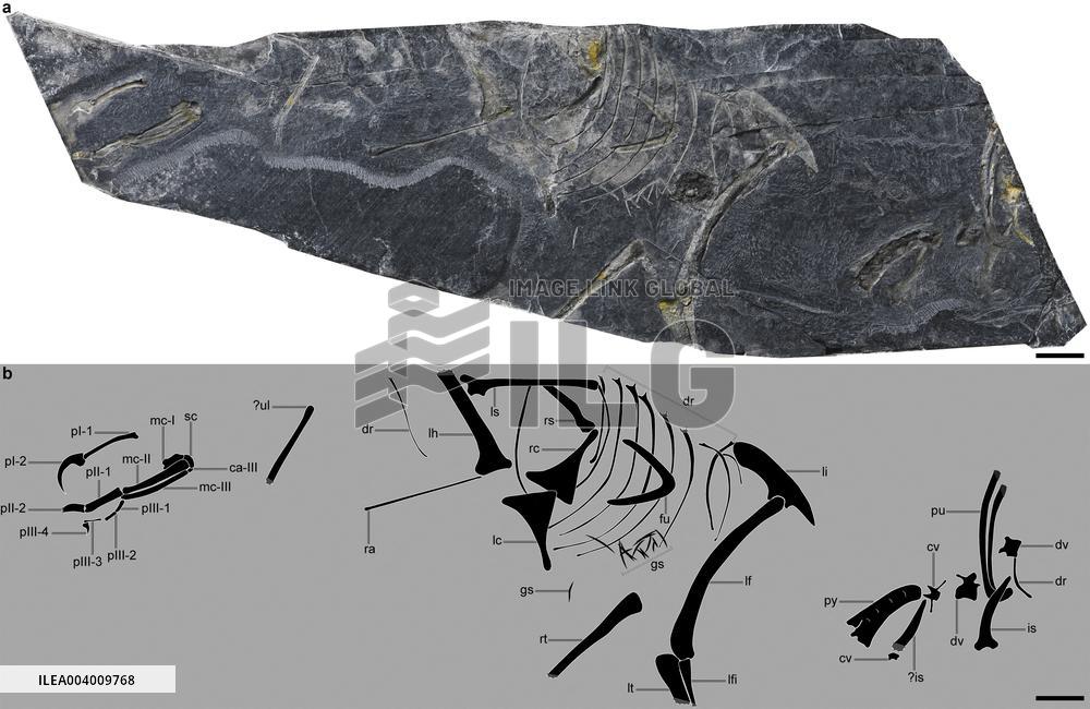 The Oldest Short-Tailed Bird Fossil Discovered - China
