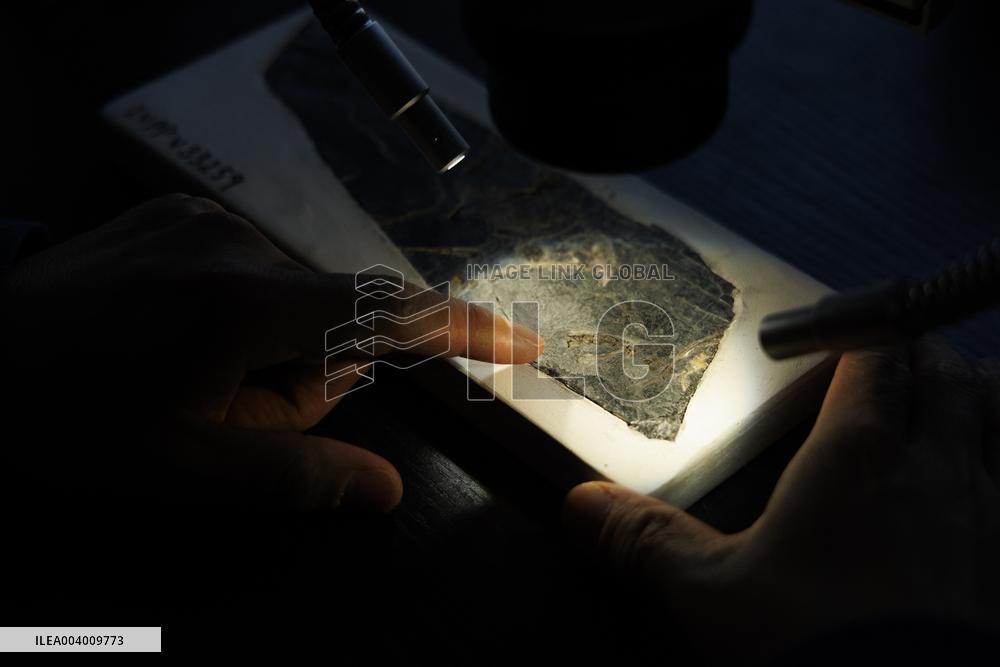 The Oldest Short-Tailed Bird Fossil Discovered - China