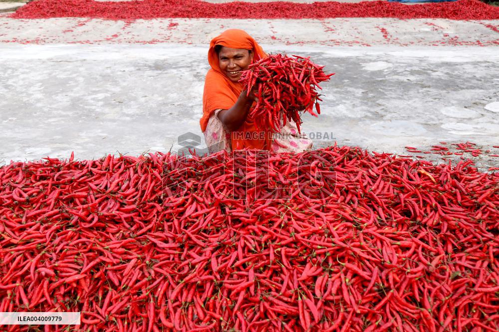 Red Chili Harvest In Bogura - Bangladesh