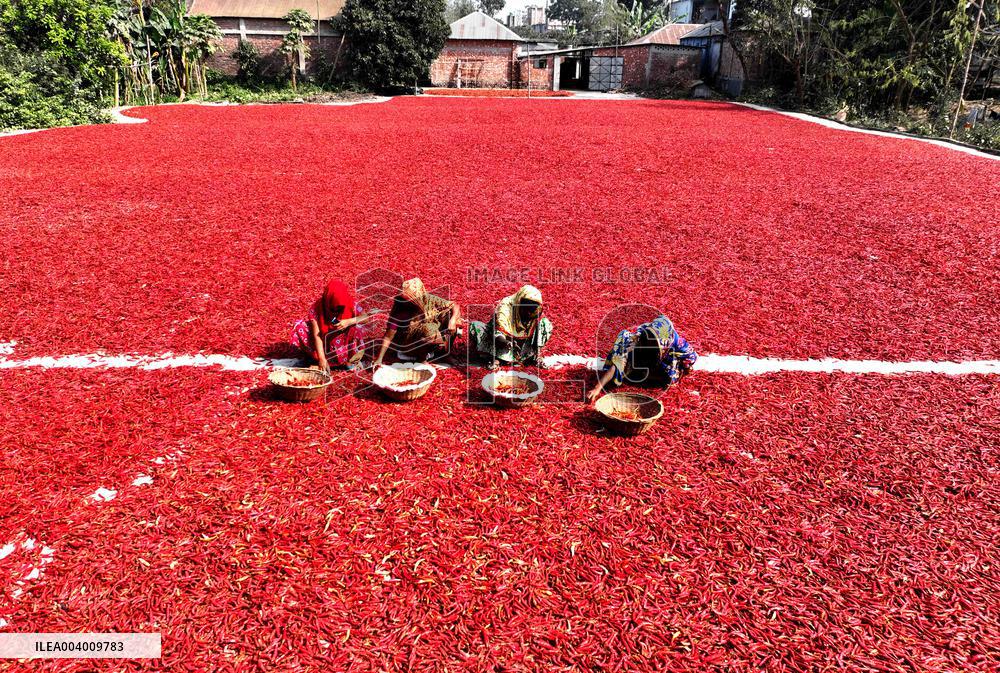 Red Chili Harvest In Bogura - Bangladesh