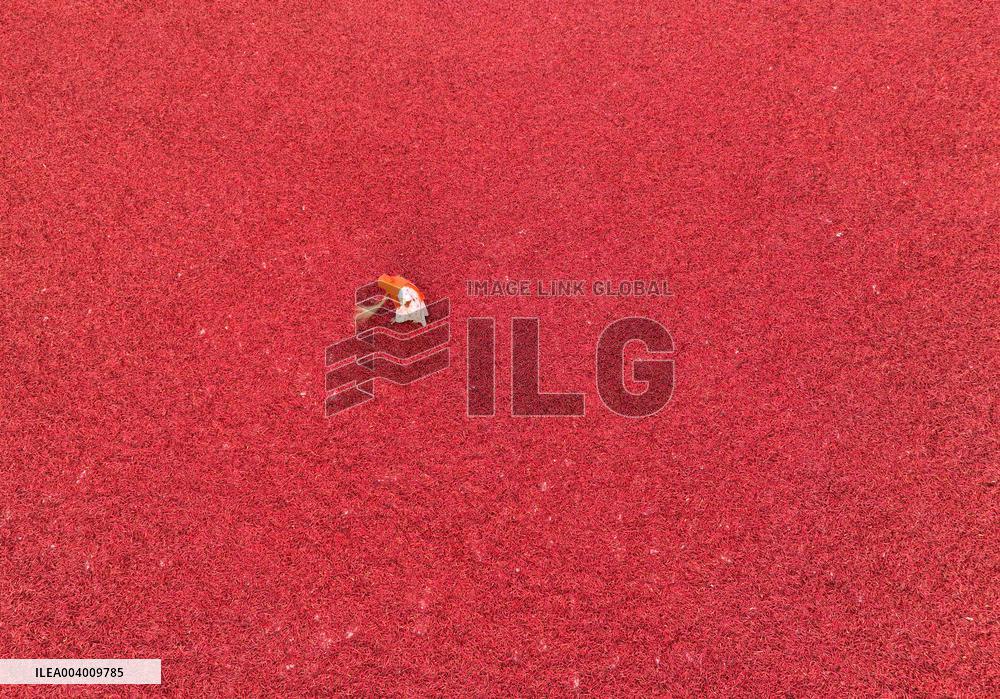 Red Chili Harvest In Bogura - Bangladesh