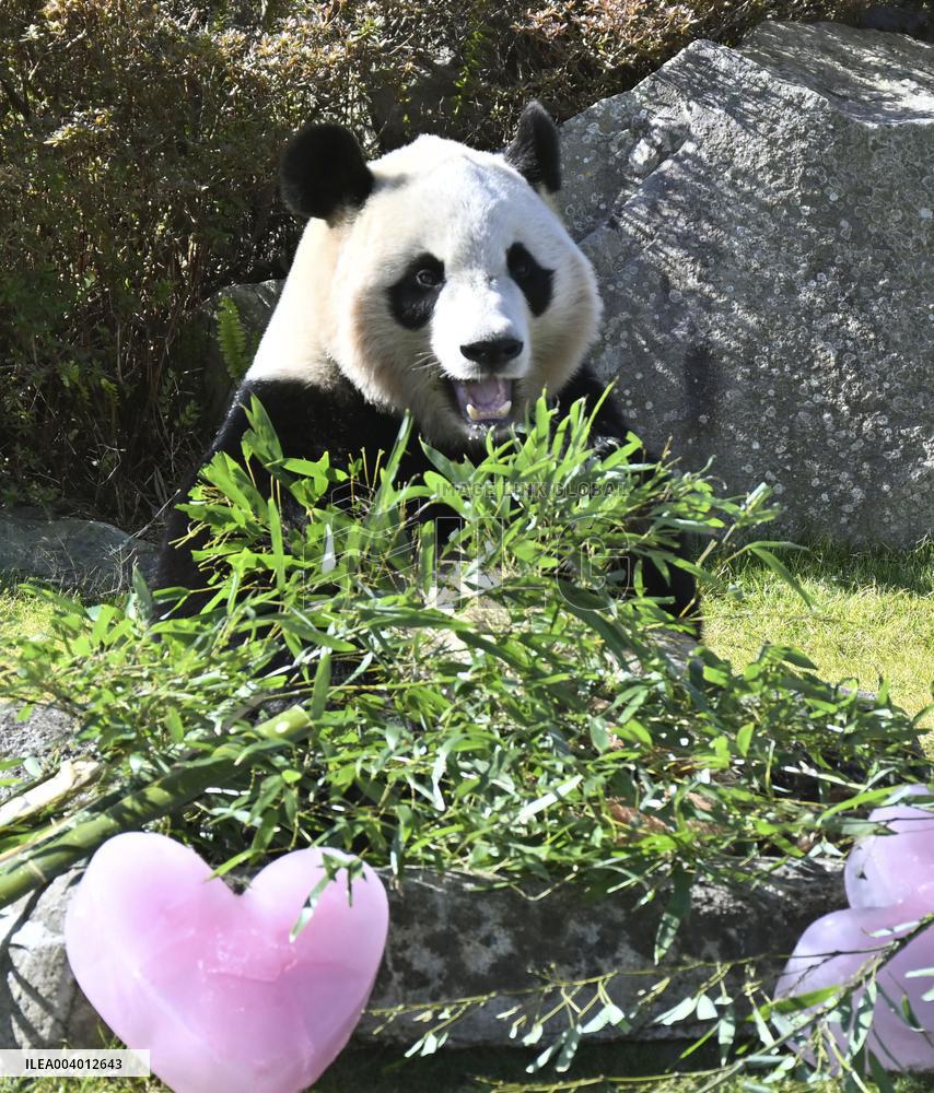 Giant panda at western Japan zoo