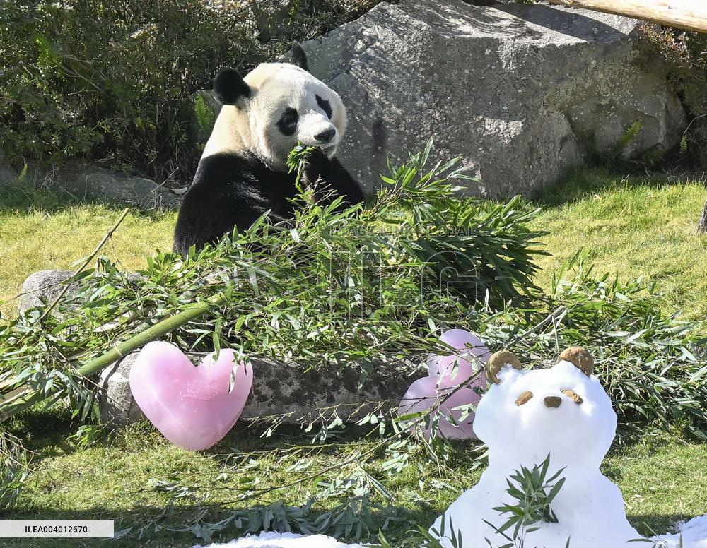 Giant panda at western Japan zoo
