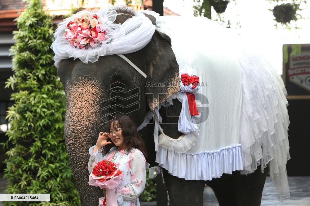 Wedding Ceremony With Elephants - Thailand