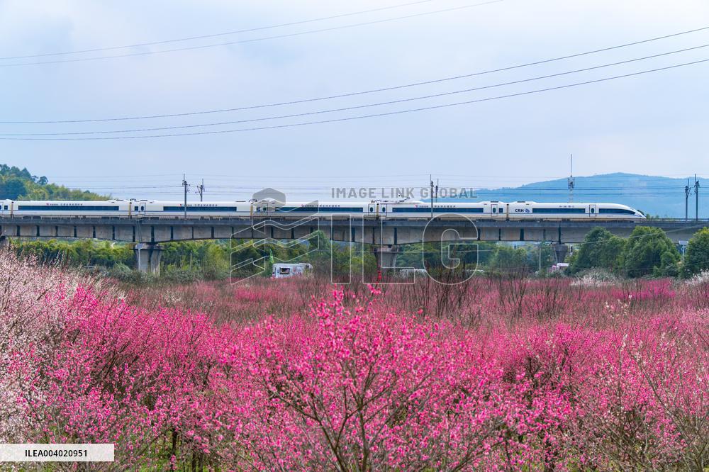 Blooming Plum Blossoms in Chongqing