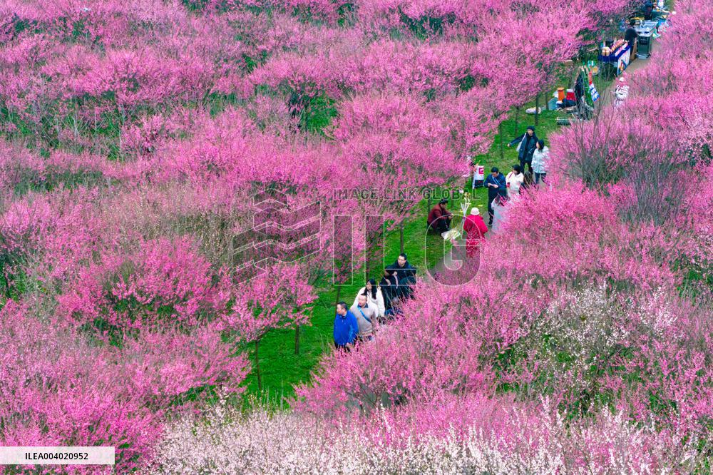 Blooming Plum Blossoms in Chongqing