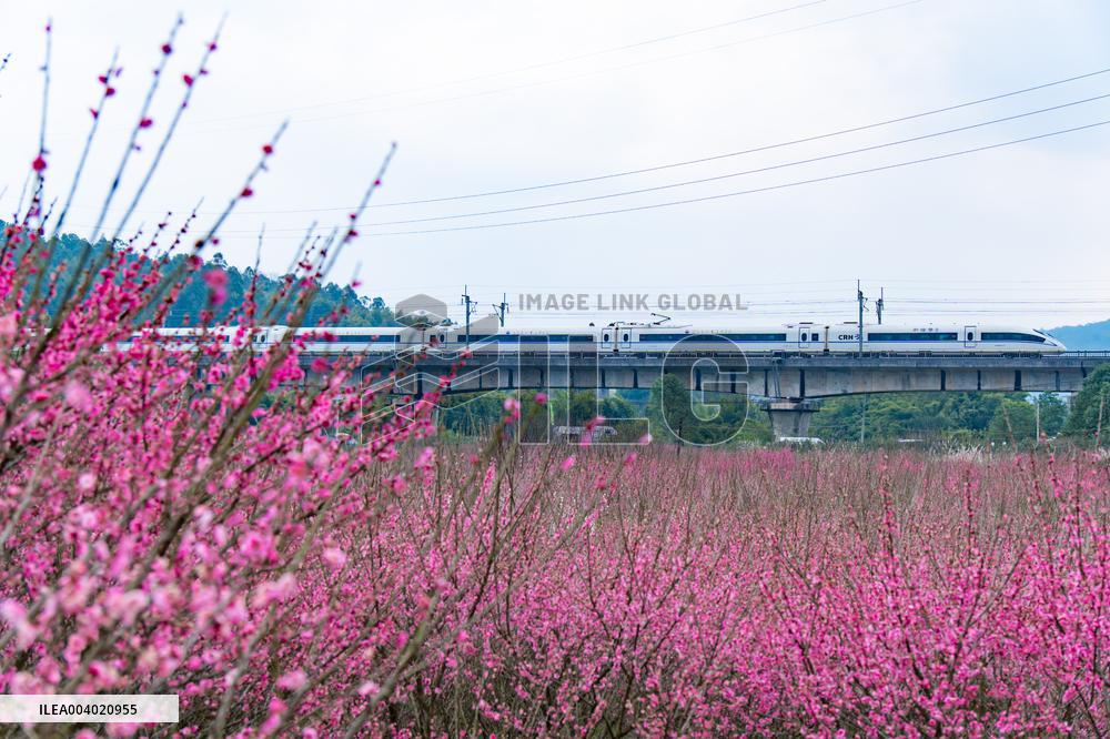 Blooming Plum Blossoms in Chongqing