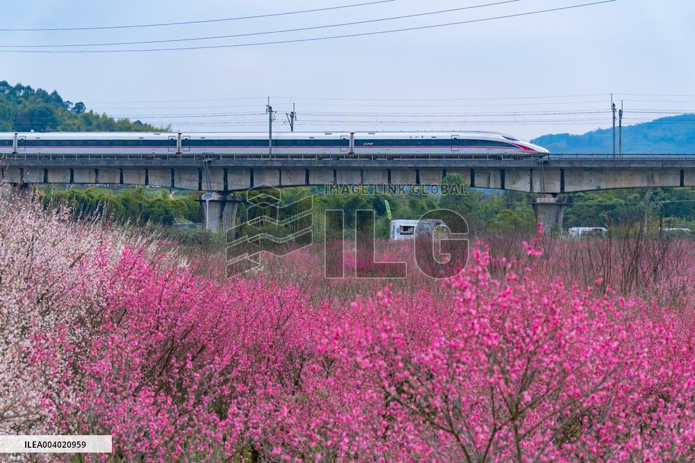 Blooming Plum Blossoms in Chongqing