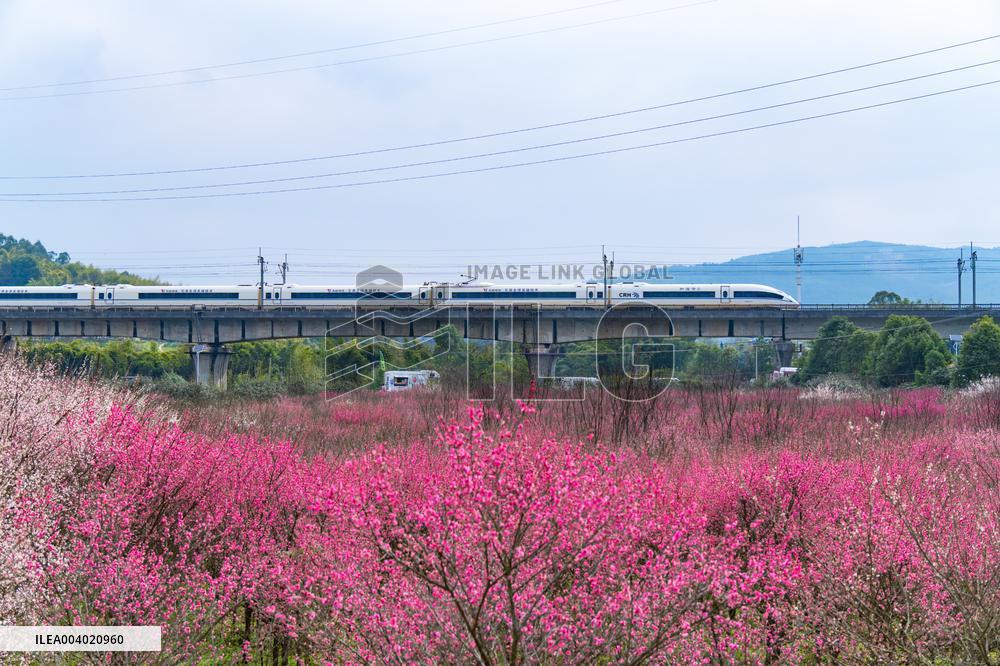 Blooming Plum Blossoms in Chongqing