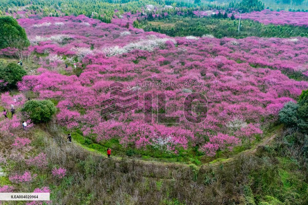 Blooming Plum Blossoms in Chongqing