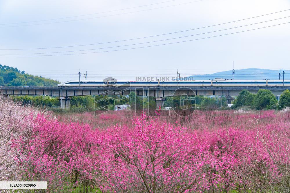 Blooming Plum Blossoms in Chongqing