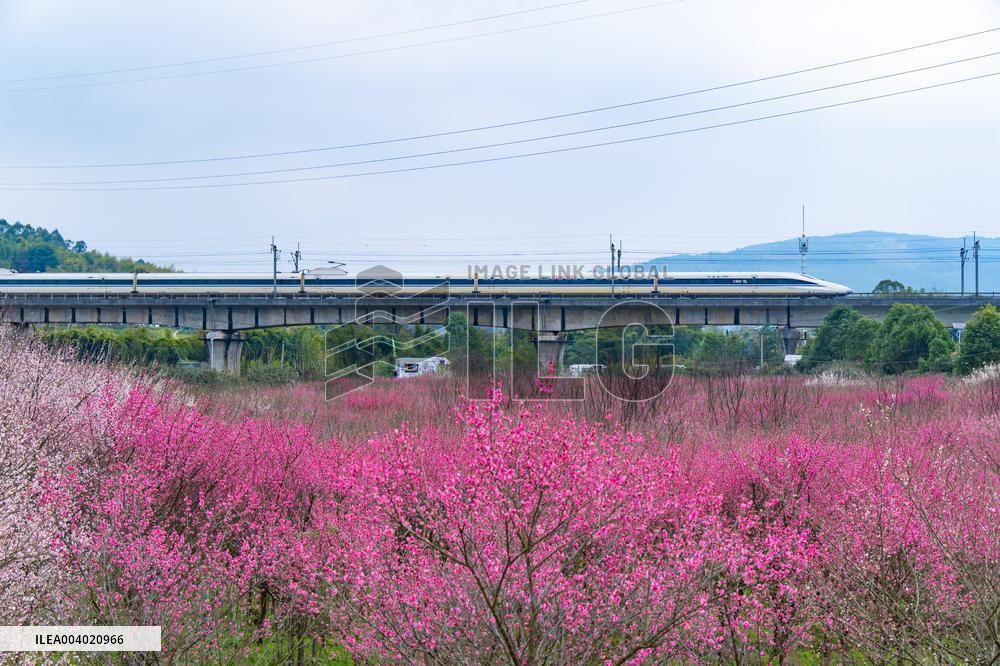 Blooming Plum Blossoms in Chongqing