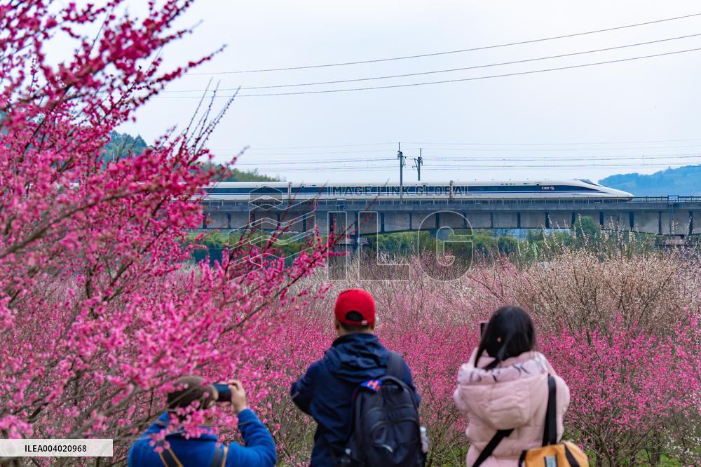 Blooming Plum Blossoms in Chongqing