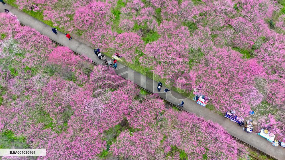 Blooming Plum Blossoms in Chongqing