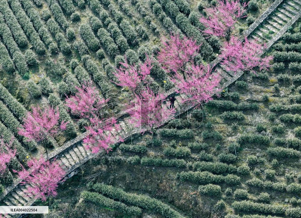Tea Plantation in Yichang