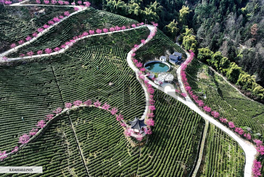 Tea Plantation in Yichang