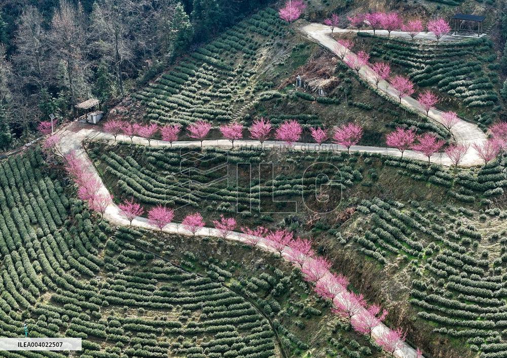 Tea Plantation in Yichang