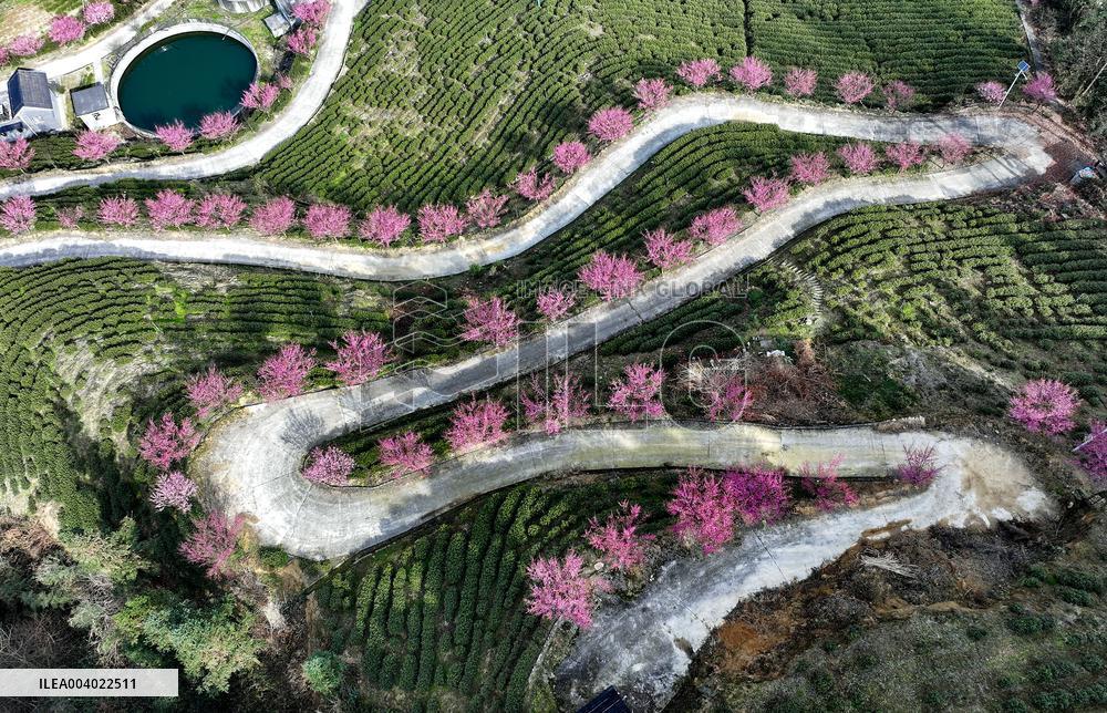 Tea Plantation in Yichang