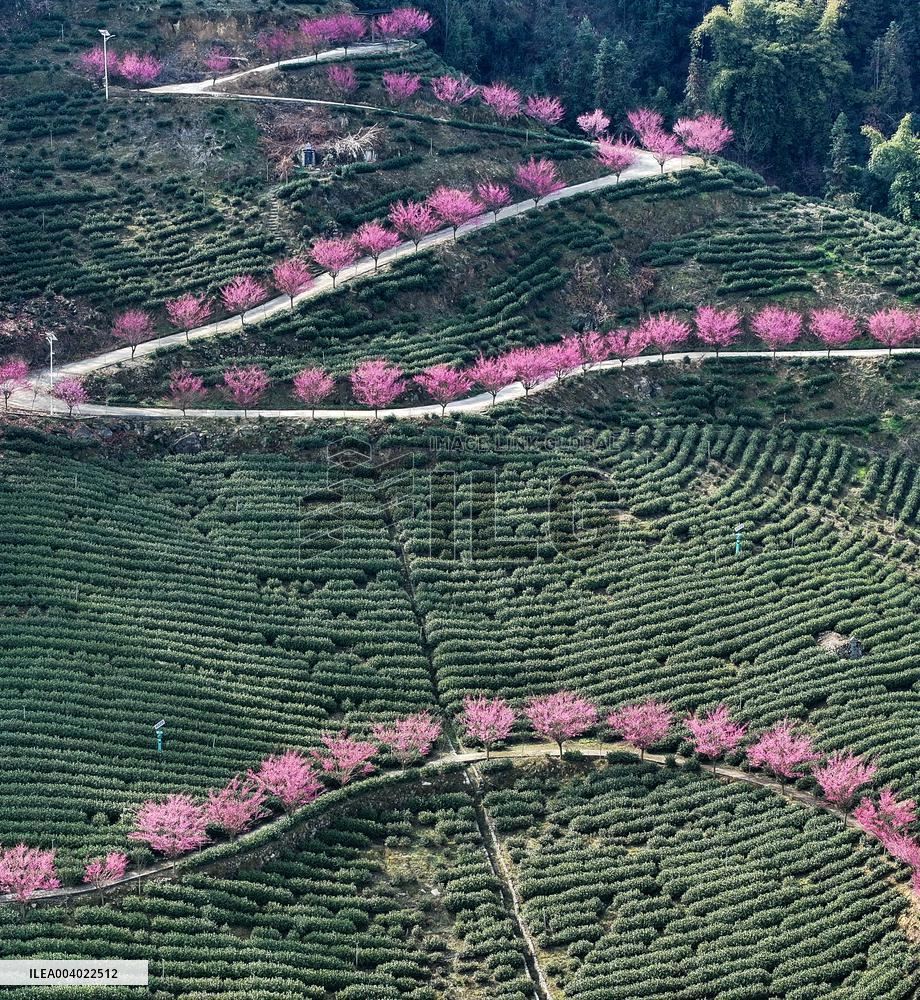 Tea Plantation in Yichang