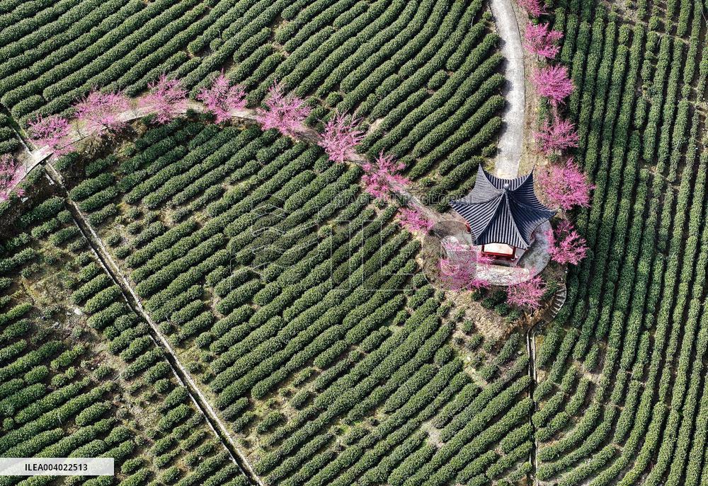 Tea Plantation in Yichang