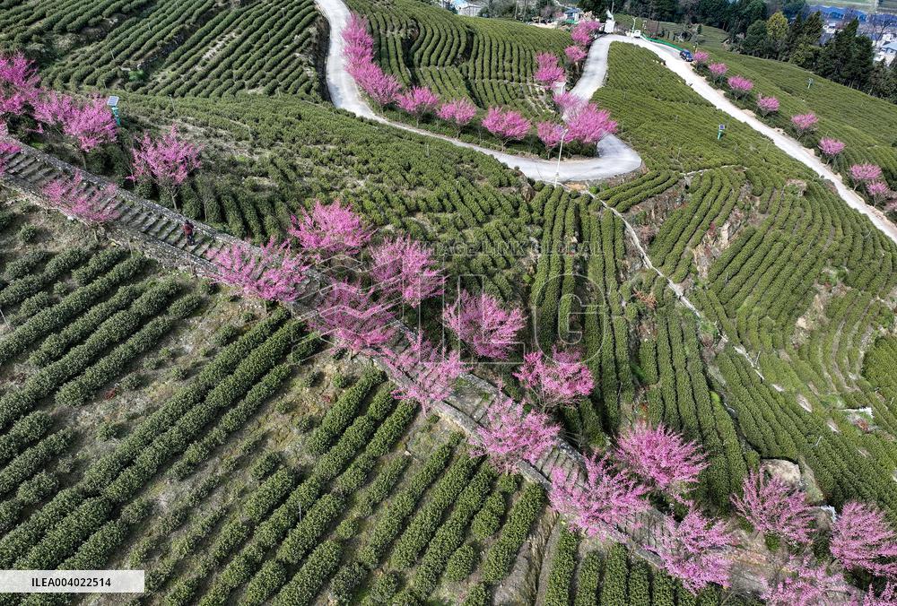 Tea Plantation in Yichang
